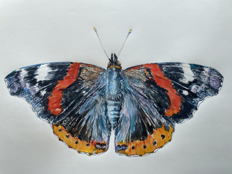 watercolour paining of a red admiral butterfly