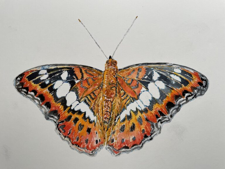 watercolour painting of a Commander butterfly