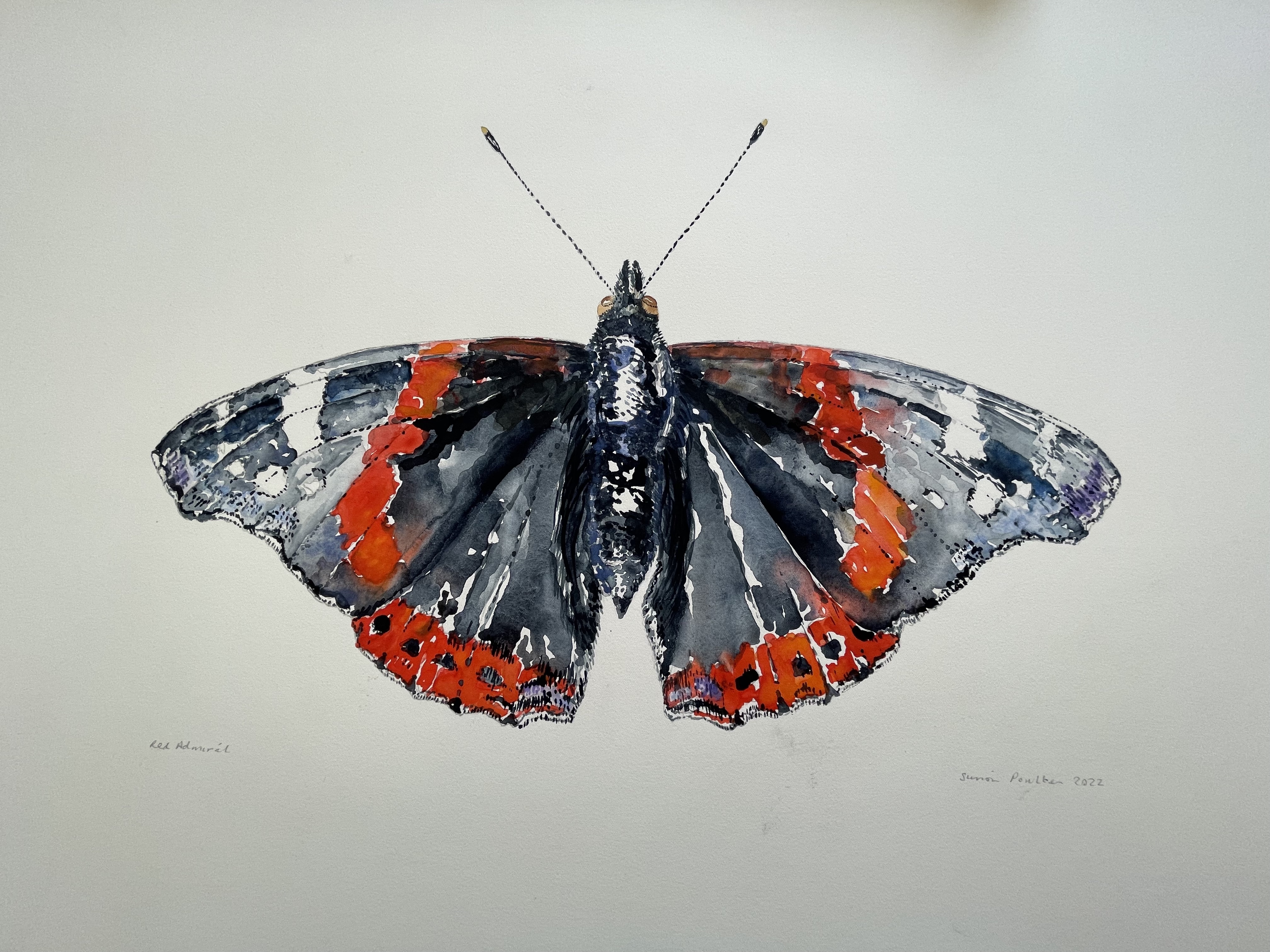 Red Admiral watercolour